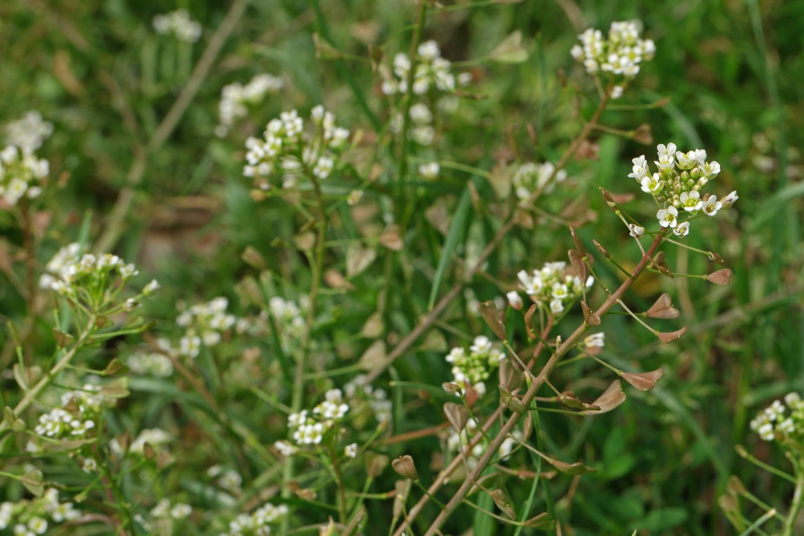 Трава пастушья. Пастушья сумка (Capsella Bursa-pastoris). Пастушья сумка обыкновенная (Capsella Bursa-pastoris). Пастушья сумка - Capsella Bursa pastoris (l.) medik. Сумочник Пастуший.